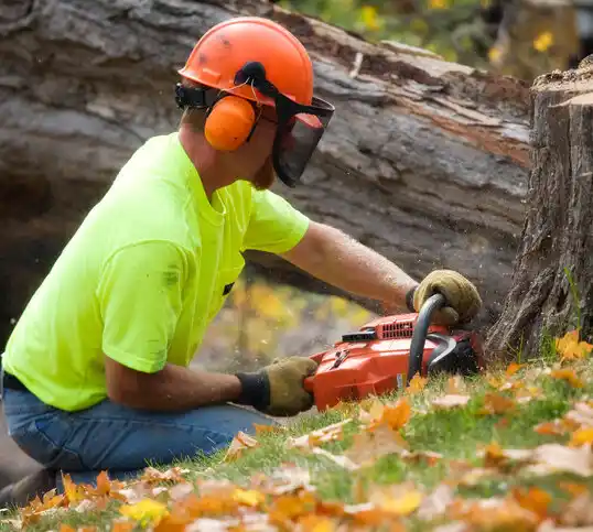 tree services Calvert Beach